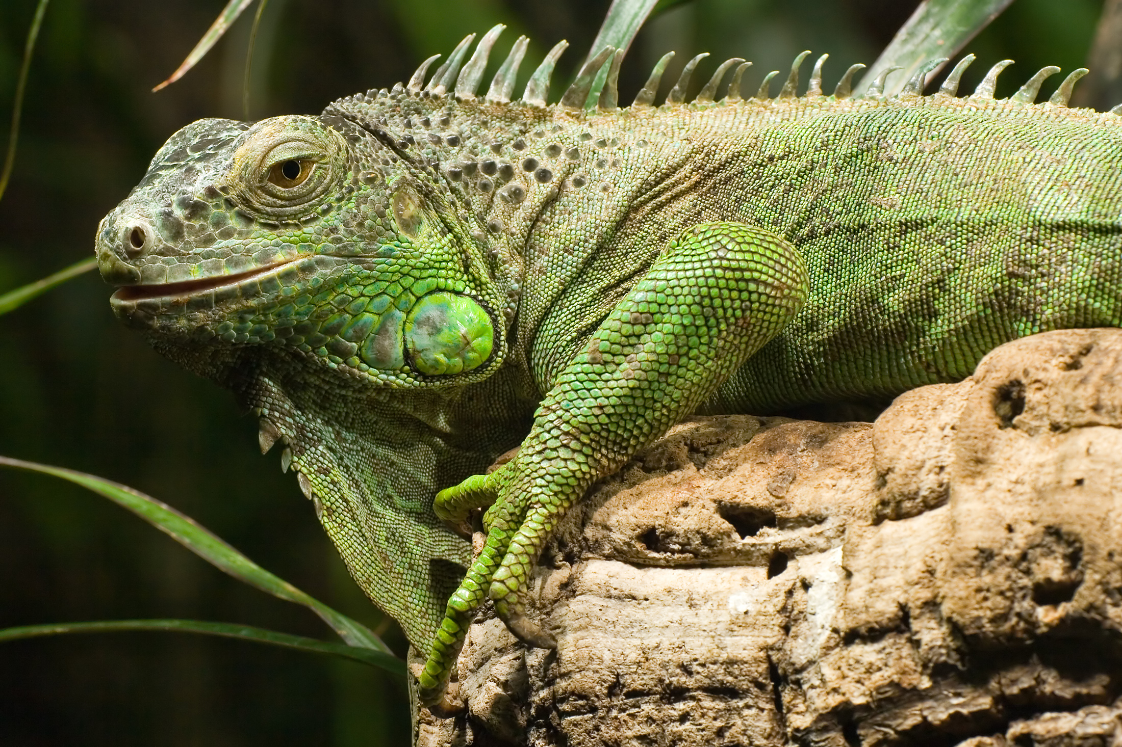 zeleny leguan