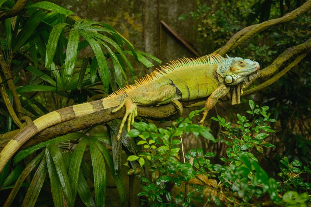oddych leguana